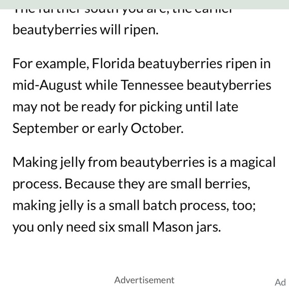 One half pint jar of beauty berry jelly from Yellow Flower Farm. Organic Non gmo - Picture 8 of 8